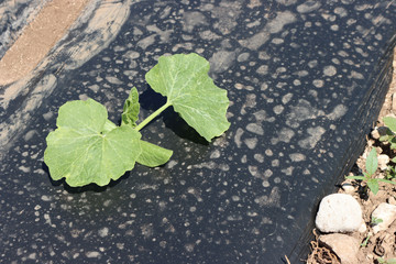 Cultivated Zucchini field. Zucchini plants growing in the field  in a row with  plastic mulching. Cucurbita pepo
