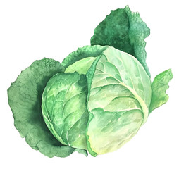Green savoy cabbage vintage watercolor botanical illustration isolated on a white background - obrazy, fototapety, plakaty