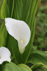 Obraz premium Close-up of white Calla lilies in the garden. Zantedeschia aethiopica plant 