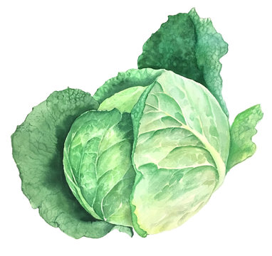 Green savoy cabbage vintage watercolor botanical illustration isolated on a white background