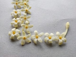 white frangipani flower