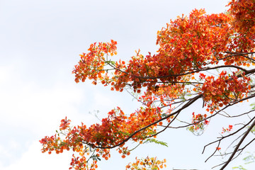 Orange red flowers on white