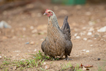 Hens take their chicks out for food