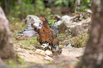 Hens take their chicks out for food