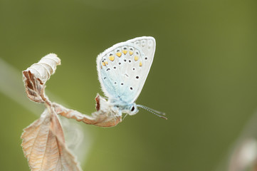 Motyl modraszek ikar na suchym listku
