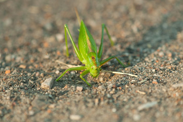 Tettigonia viridissima – Pasikonik zielony