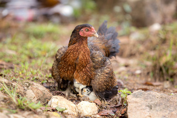 Hens take their chicks out for food