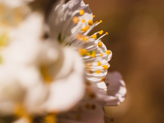 Close up of blossom