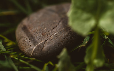 Close up of a rock in the garden