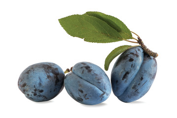 fresh ripe Stanley Plum isolated on white background