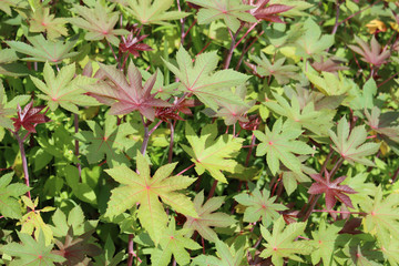 Ricinus communis plant  in the garden.Castor oil plant growing in the field
