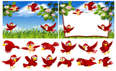 Fototapeta premium Set of red bird in nature