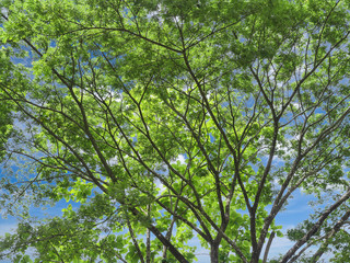 Obraz premium isolated tree branchs and green leaves with clipping path on blue sky background for backdrop and wallpaper design