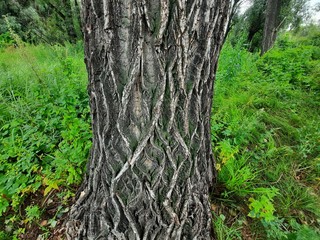 Fototapeta premium forest, tree, nature, trees, green, path, landscape, spring, woods, autumn, park, wood, trail, grass, summer, leaves, leaf, pine, plant, road, fall, outdoor, environment, outdoors, hiking
