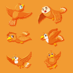 Cute orange bird cartoon character