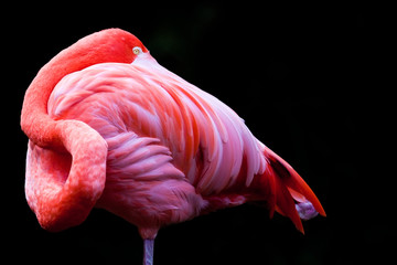 Pink Flamingo Up Close on Black
