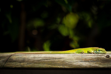 Lazy Lizard Lounging on Deck