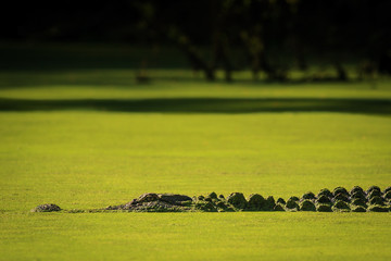 Alligator in the Duckweed