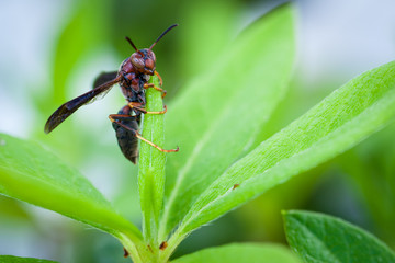 Wasp Clutching Leaf