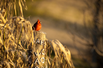 Cardinal in the Field