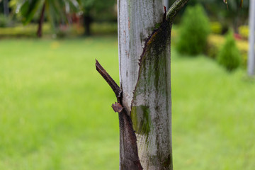 A close up picture of a branch of a tree in a soothing back ground