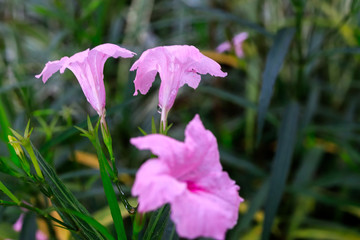 A bunch of three pink flowers glowing in the morning sun
