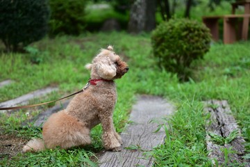 お留守番のワンちゃん（トイプードル）