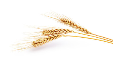 three spikelets of wheat on a white background