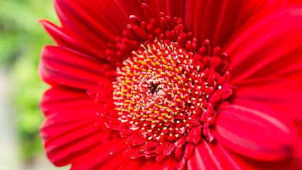 red gerber daisy