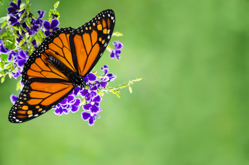 Obraz premium Monarch butterfly (Danaus plexippus) on purple blue Duranta flowers. Soft green background with copy space.
