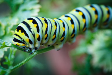 Swallowtail Caterpillar Feeding