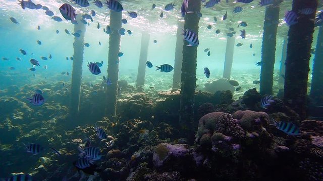diving jetty with hundreds of zebra cichlid fish swim under water between the wooden stilts