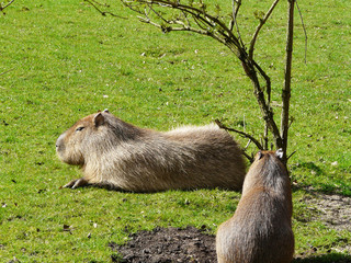 Beautiful shot of a capybara lying in the grass