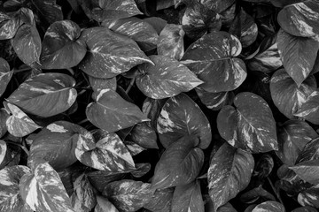 closeup nature view of monochrome leaf texture, dark wallpaper concept, nature background, tropical leaf