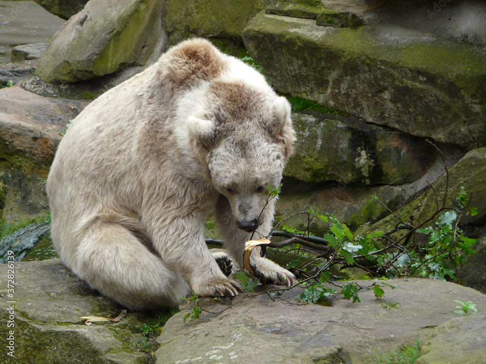 Wall mural Closeup shot of polar bear in the zoo