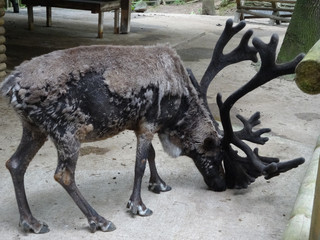 Closeup shot of a barren-ground caribou