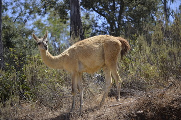 Llama