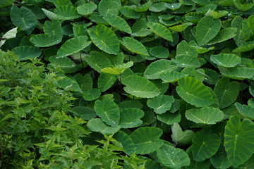 Beautiful top view of the taro root fields.Greenery and vegetation background.