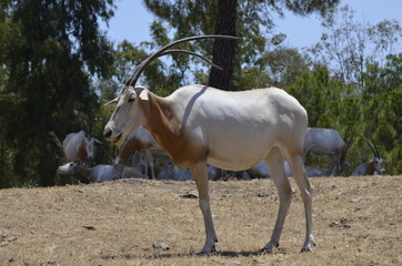 Oryx blanco