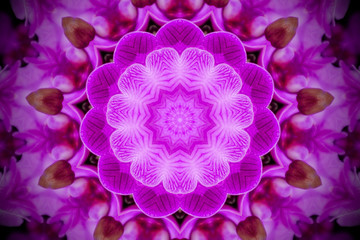 floral mandala in shades of pink