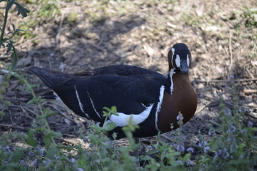 Pato