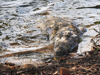 marsh crocodile on the shore of lake tadoba in india