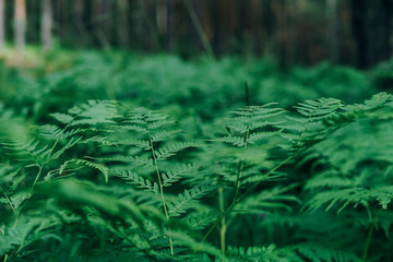 Green fern leaves in the forest textured natural background
