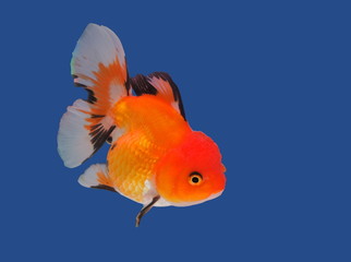 view of Oranda Goldfish (Carassius auratus) orange-white color diving in glass fish tank isolated on blue background.