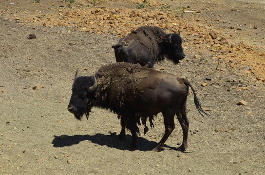 Bisontes