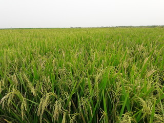 green rice field