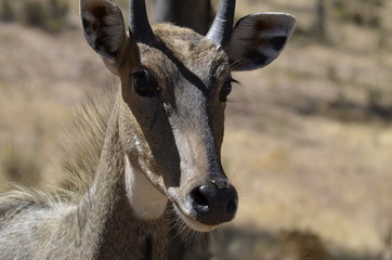 Eland