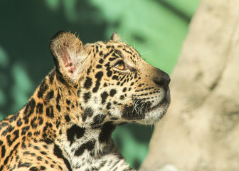 ジャガーの赤ちゃんの横顔アップ