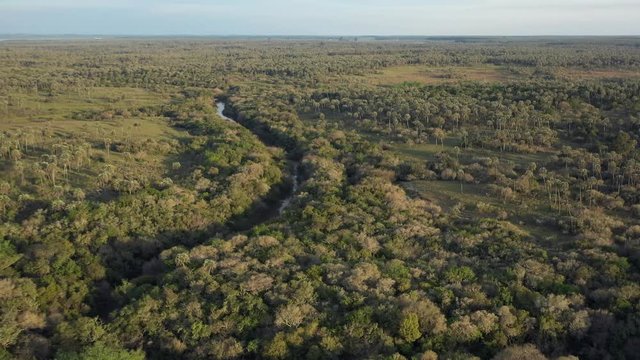 River in the savanna, aerial pull back, golden hour over the palm trees and the river Arroyo de las Cotorras, Entre R&iacute;os, Argentina. Wild nature, jurassic landscape.