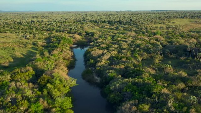 River in the jungle, aerial pull back, golden hour over the palm trees and the river Arroyo de las Cotorras, Entre R&iacute;os, Argentina. Wild nature, jurassic landscape.